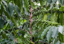 Burundi : l’ODECA s’engage à redynamiser le secteur du café café