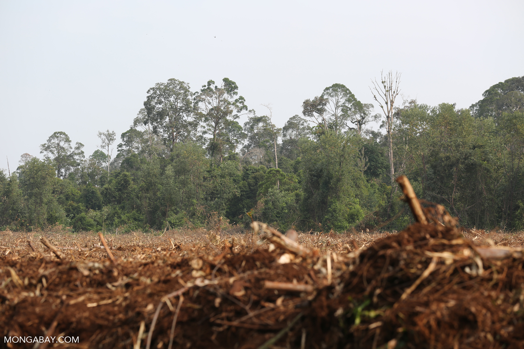 LES QUESTIONS ENVIRONNEMENTALES À SINGAPOUR : LE RÉCHAUFFEMENT CLIMATIQUE, LES FEUX DE SUMATRA. LE RECYCLAGE ET LE COMMERCE ILLÉGAL D'ANIMAUX