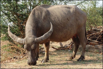 BUFFLES D'EAU : CARACTÉRISTIQUES, COMPORTEMENT ET REPRODUCTION