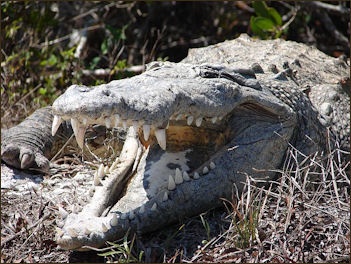 LES CROCODILES : LEUR HISTOIRE, LEURS CARACTÉRISTIQUES ET LEUR COMPORTEMENT