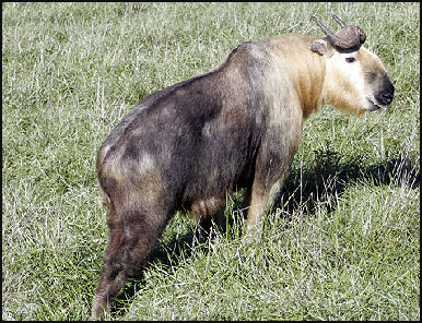 CHÈVRES ET MOUTONS DE MONTAGNE DE L'HIMALAYA